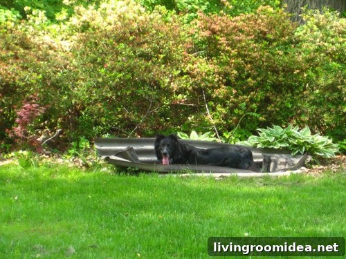 yardsaledoginpond dog in pond