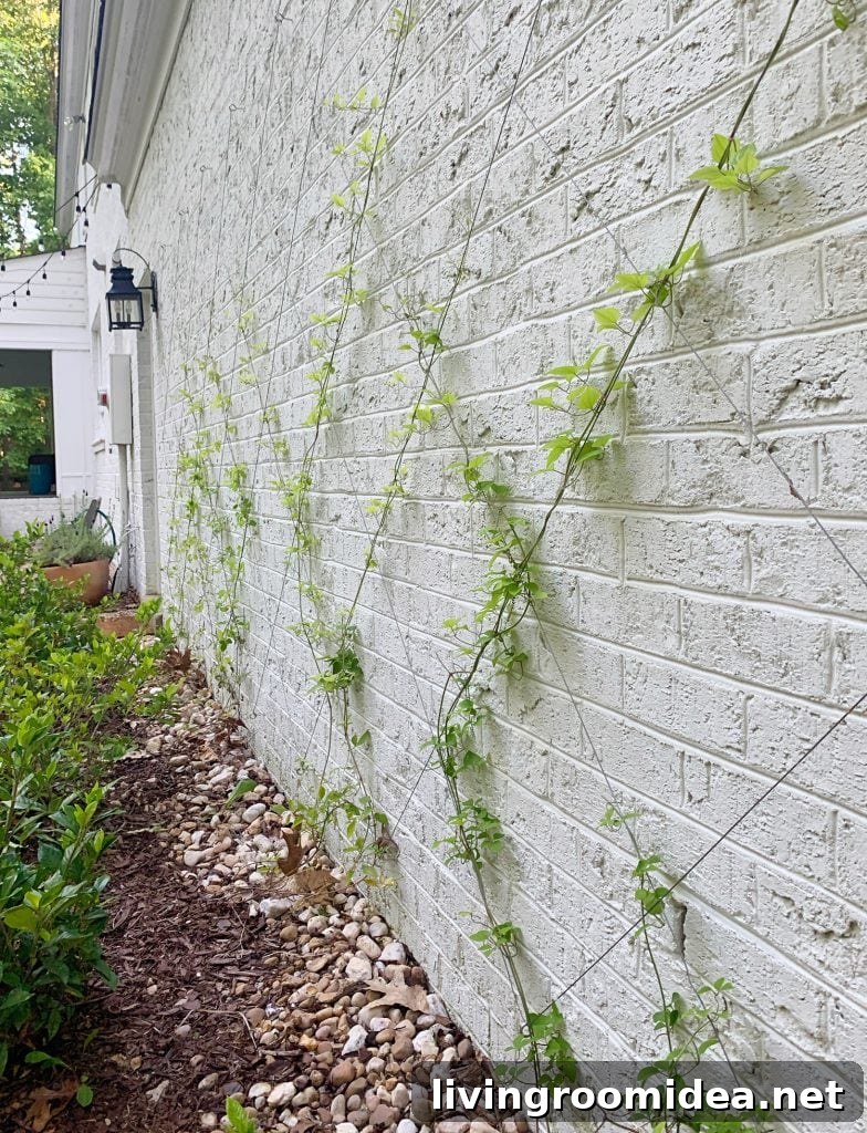 Side view of clematis vine growing up vine trellis on brick garage