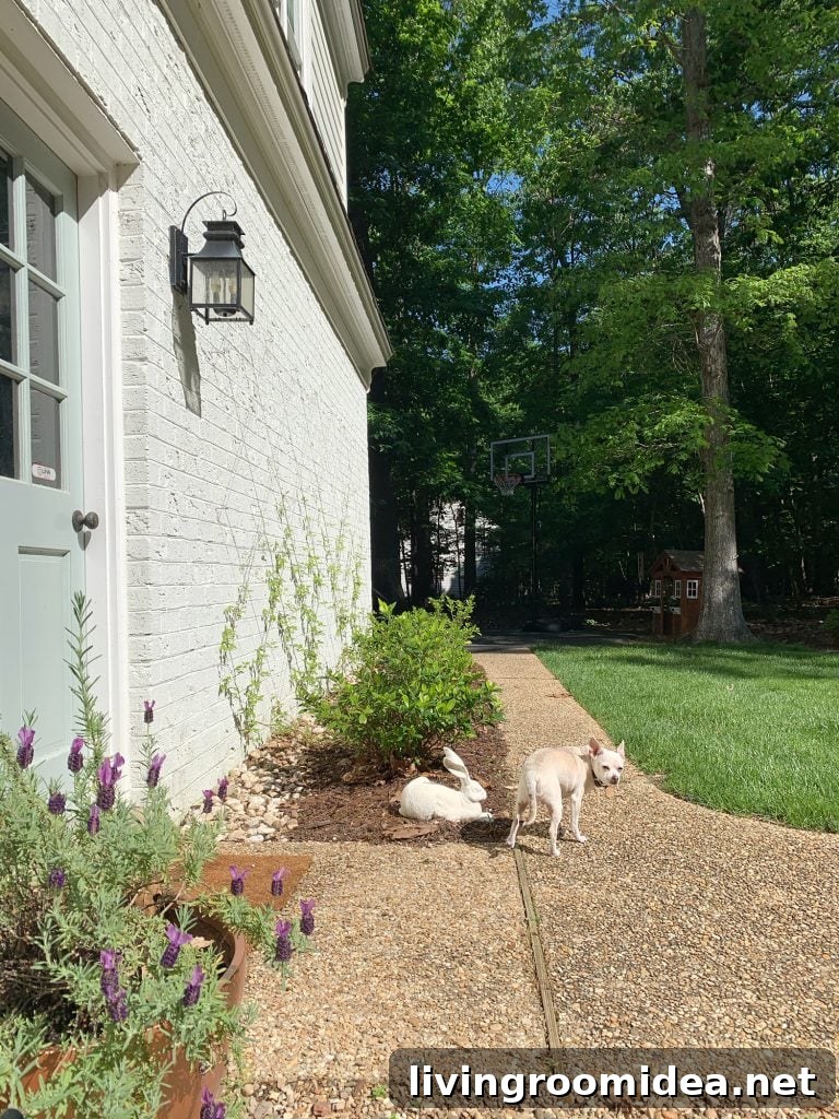 Chihuahua next to wire trellis with clematis vine growing up brick wall