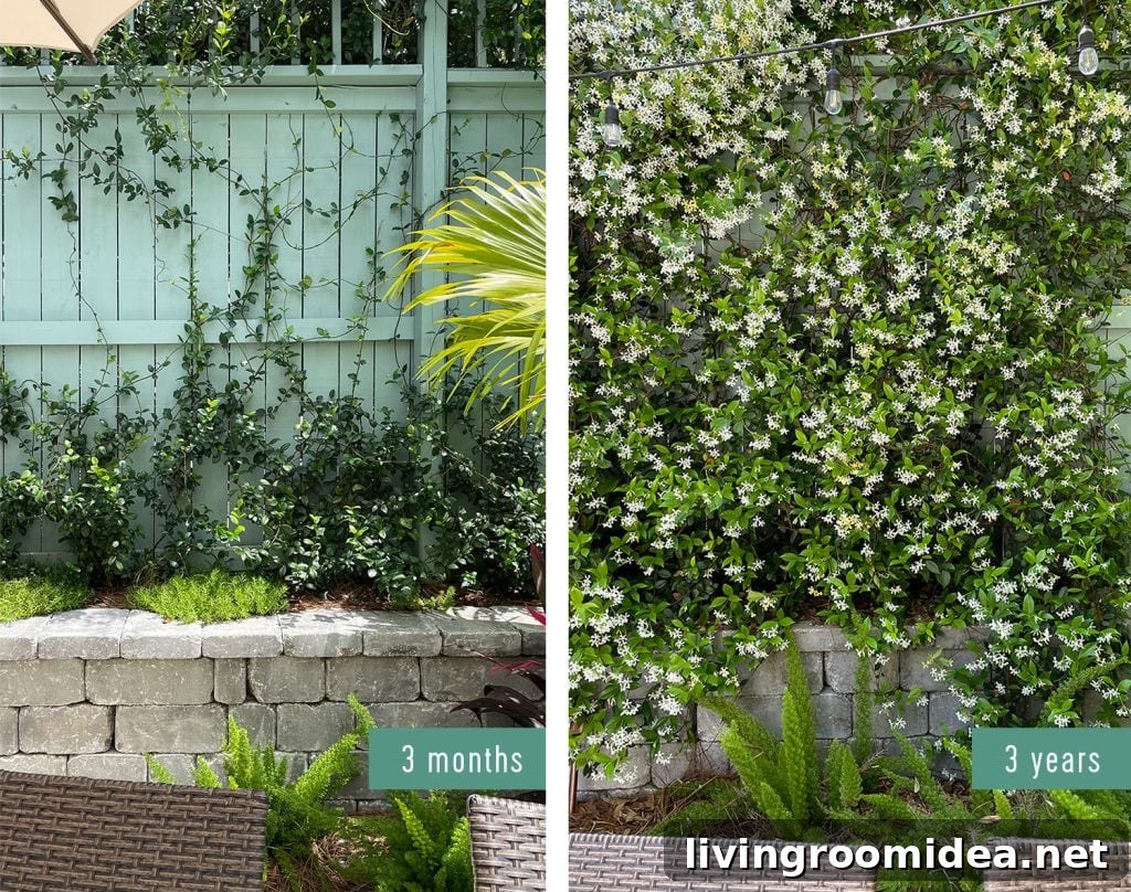 Side By Side Comparison Of Star Jasmine Growth 3 Years After Planting
