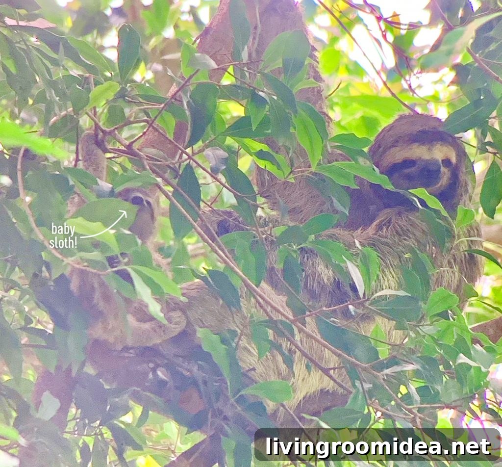 Zoomed Photo Of Sloth And Baby Sloth