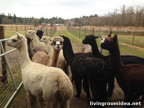 How We Nearly Bought an Alpaca Farm — Our Wild Decision Journey 3 Alpaca Farm