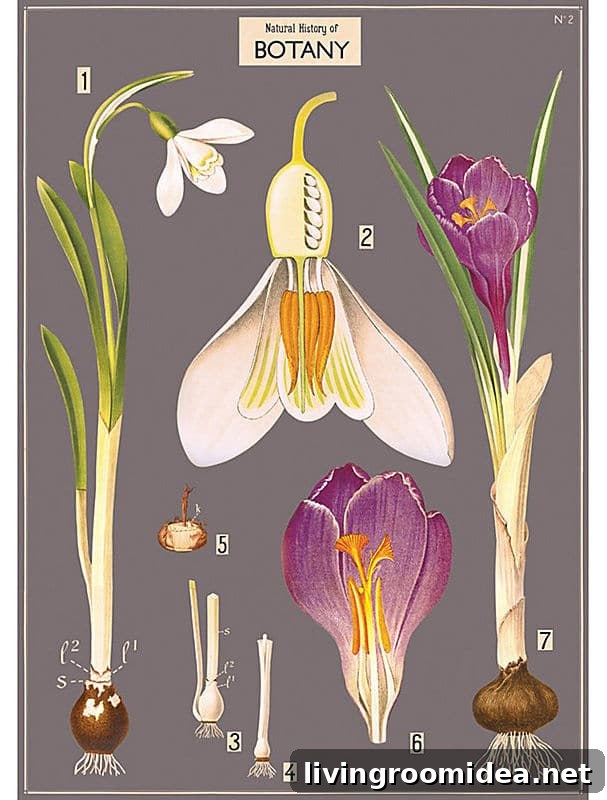 Botanical Art Poster - Easy and Inexpensive DIY Artwork