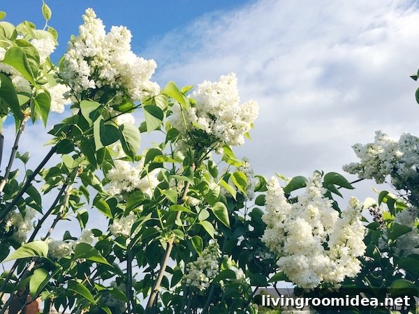 Lilacs