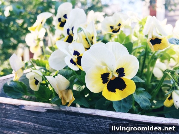Balcony flowers