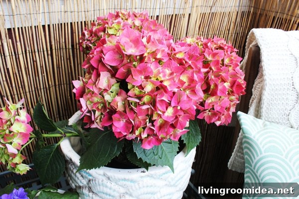 hydrangea