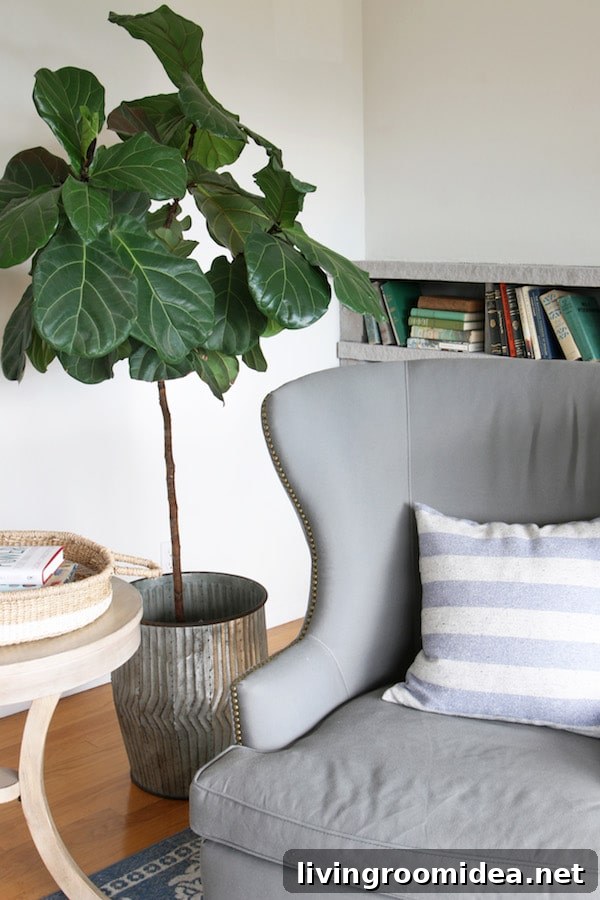 The Inspired Room - Fiddle Leaf Fig copy