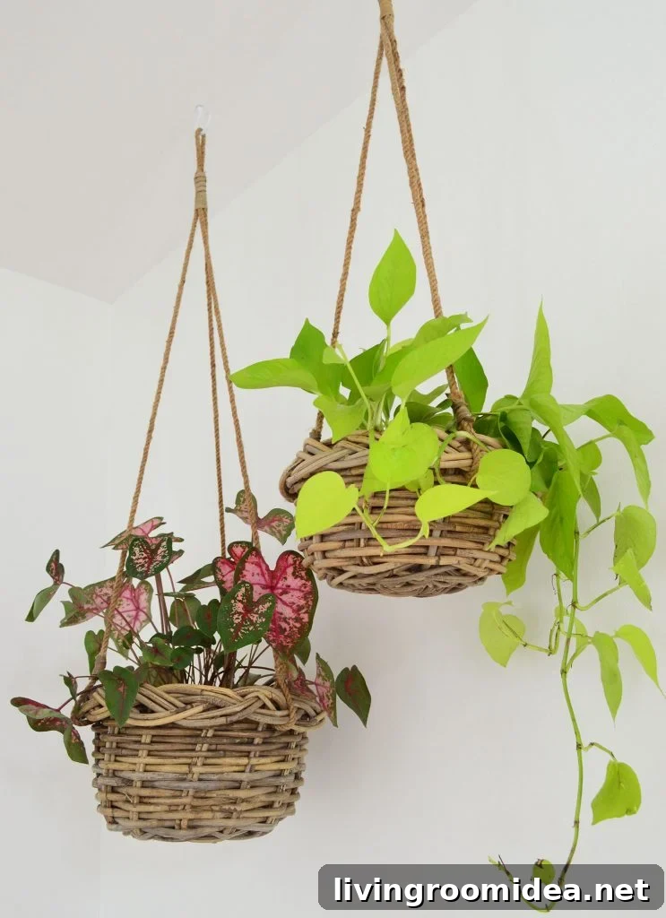 Two Plants In Woven Baskets Hanging From Ceiling