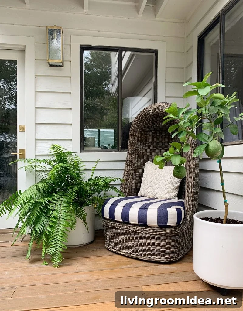 Woven Egg Chair With Large Fern And Potted Lemon Tree