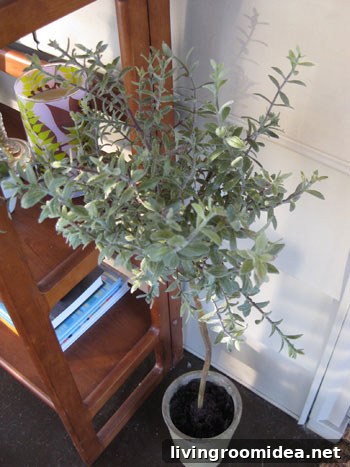 rosemary-topiary rosemary-topiary