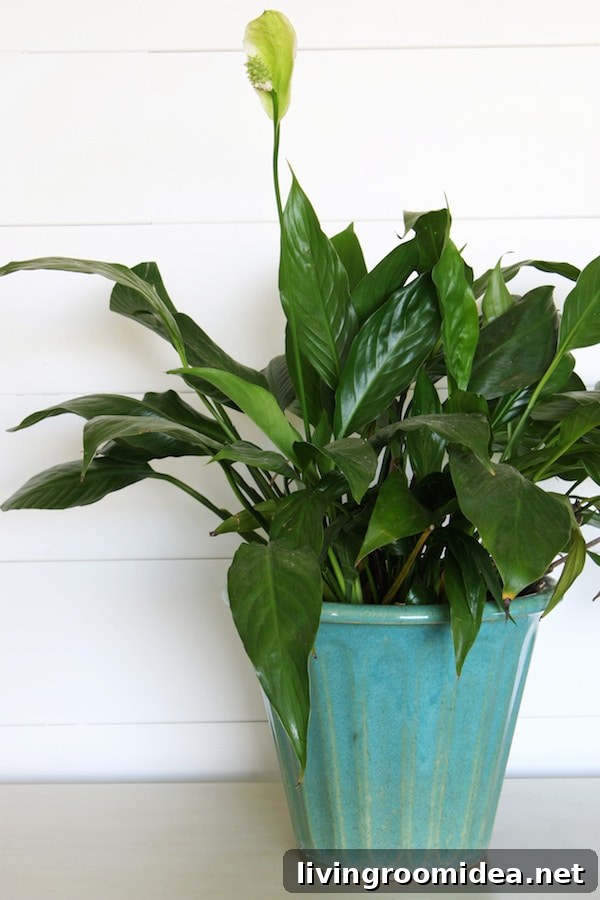 7 Must-Have Items for Your First Apartment 3 Turquoise Ceramic Pot - What to Get for a New Apartment