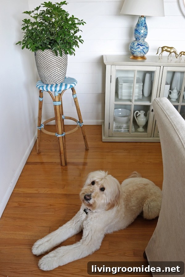 Jack the Goldendoodle - New Shiplap in the Dining Room - The Inspired Room