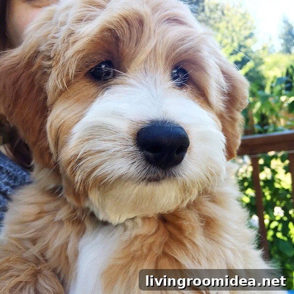 Meet Leo and Discover Our Next Project 3 Leo the Labradoodle - The Inspired Room Pup