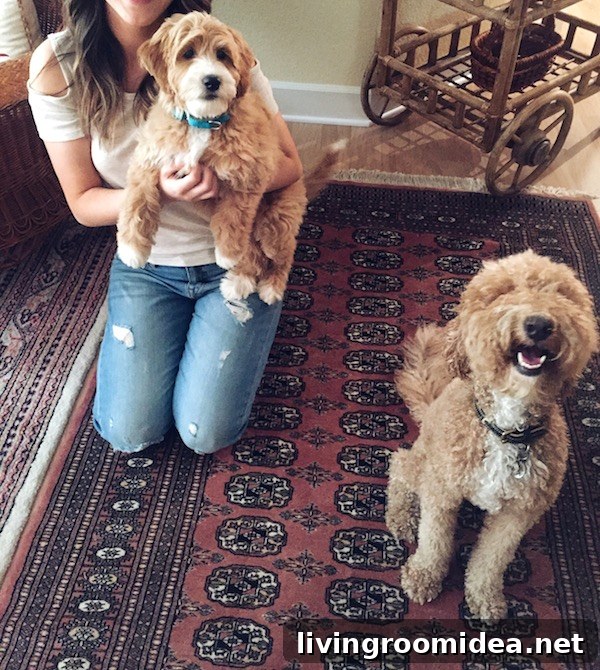 Meet Leo and Discover Our Next Project 4 Leo and Bella - The Inspired Room
