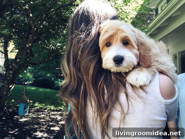 Meet Leo and Discover Our Next Project 5 Leo the Labradoodle Puppy - The Inspired Room blog