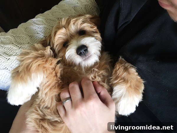 Meet Leo and Discover Our Next Project 7 Leo the Labradoodle Puppy