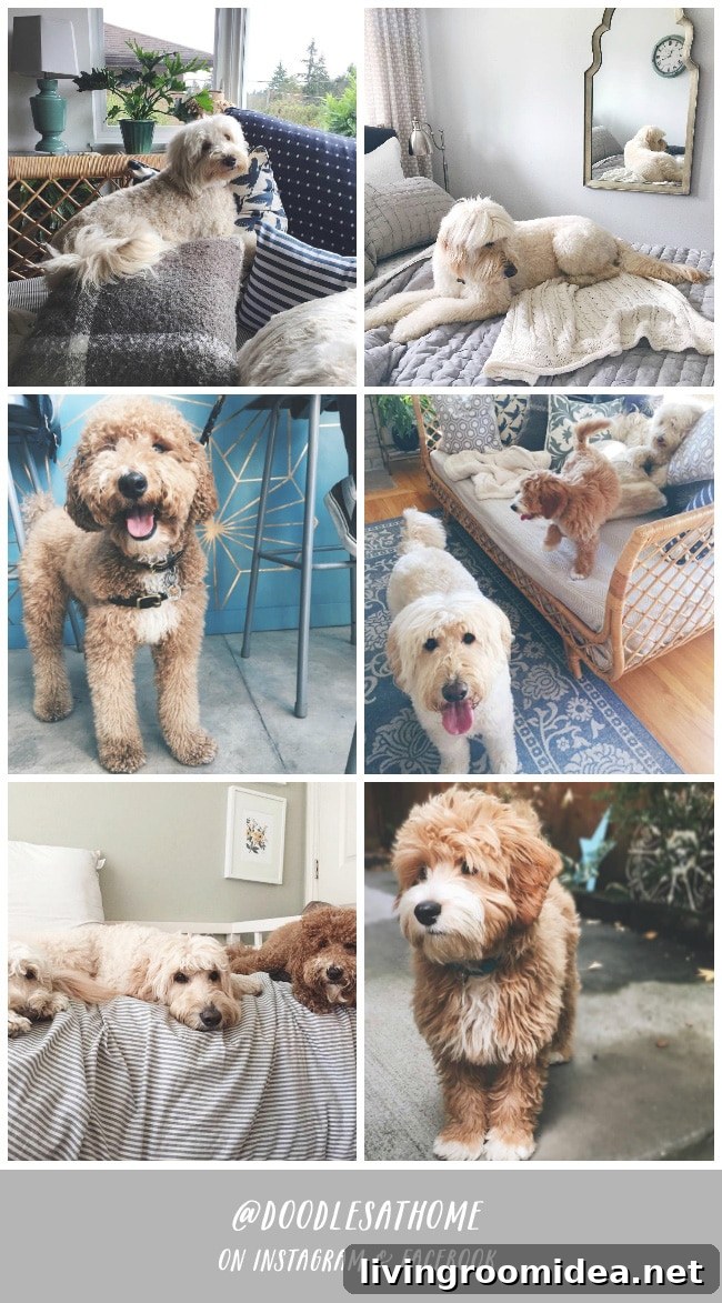 Creative Doodle Ideas to Try at Home 6 Jack, Lily, Bella and Leo are four adorable doodle cousins! Follow along with their adventures at home and away on their Instagram @doodlesathome and @theinspiredroom
